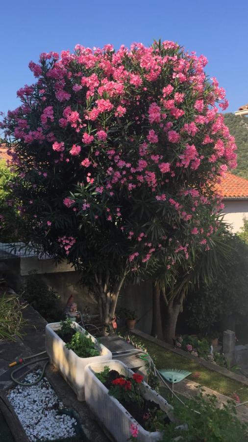 Beautiful Apartment With Garden Amélie-les-Bains-Palalda Buitenkant foto
